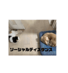 コロン美里音スタンプ①（個別スタンプ：16）