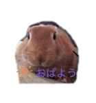 ウルクスス（個別スタンプ：4）
