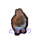 ウルクスス2（個別スタンプ：7）