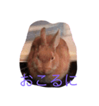 ウルクスス2（個別スタンプ：10）