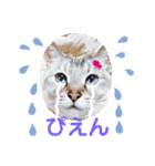ねこスタンプ (リボン2)（個別スタンプ：11）