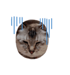 ねこスタンプ (リボン2)（個別スタンプ：12）