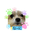 わんこ✩（個別スタンプ：1）