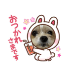 わんこ✩（個別スタンプ：3）