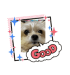 わんこ✩（個別スタンプ：5）