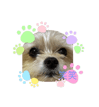わんこ✩（個別スタンプ：8）