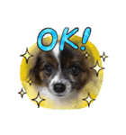かわいい？犬（個別スタンプ：1）