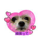 かわいい？犬（個別スタンプ：2）