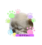 かわいい？犬（個別スタンプ：3）