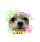 かわいい？犬（個別スタンプ：4）