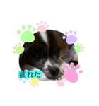かわいい？犬（個別スタンプ：5）