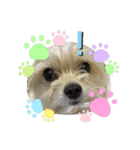 かわいい？犬（個別スタンプ：6）