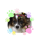 かわいい？犬（個別スタンプ：7）