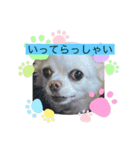 かわいい？犬（個別スタンプ：8）