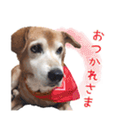 冬から春にかけて使いたい犬のスタンプ！（個別スタンプ：2）
