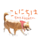 冬から春にかけて使いたい犬のスタンプ！（個別スタンプ：4）