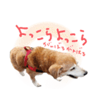 冬から春にかけて使いたい犬のスタンプ！（個別スタンプ：5）