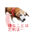 冬から春にかけて使いたい犬のスタンプ！（個別スタンプ：6）