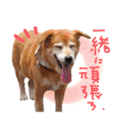 冬から春にかけて使いたい犬のスタンプ！（個別スタンプ：7）