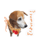冬から春にかけて使いたい犬のスタンプ！（個別スタンプ：9）