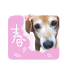 冬から春にかけて使いたい犬のスタンプ！（個別スタンプ：10）