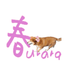 冬から春にかけて使いたい犬のスタンプ！（個別スタンプ：11）