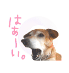 冬から春にかけて使いたい犬のスタンプ！（個別スタンプ：14）