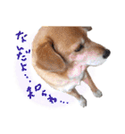 冬から春にかけて使いたい犬のスタンプ！（個別スタンプ：15）
