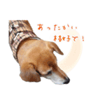 冬から春にかけて使いたい犬のスタンプ！（個別スタンプ：16）