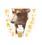 冬から春にかけて使いたい犬のスタンプ！（個別スタンプ：17）