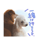 冬から春にかけて使いたい犬のスタンプ！（個別スタンプ：18）