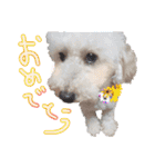 冬から春にかけて使いたい犬のスタンプ！（個別スタンプ：20）