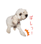 冬から春にかけて使いたい犬のスタンプ！（個別スタンプ：22）
