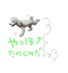 冬から春にかけて使いたい犬のスタンプ！（個別スタンプ：23）