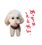 冬から春にかけて使いたい犬のスタンプ！（個別スタンプ：25）
