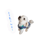 冬から春にかけて使いたい犬のスタンプ！（個別スタンプ：30）