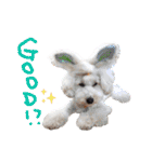 冬から春にかけて使いたい犬のスタンプ！（個別スタンプ：31）