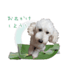 冬から春にかけて使いたい犬のスタンプ！（個別スタンプ：32）