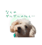 冬から春にかけて使いたい犬のスタンプ！（個別スタンプ：33）