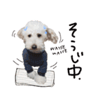 冬から春にかけて使いたい犬のスタンプ！（個別スタンプ：35）