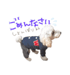 冬から春にかけて使いたい犬のスタンプ！（個別スタンプ：37）