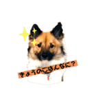 いぬのきもちスタンプ(保護犬)（個別スタンプ：1）
