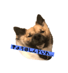 いぬのきもちスタンプ(保護犬)（個別スタンプ：2）
