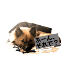 いぬのきもちスタンプ(保護犬)（個別スタンプ：3）