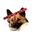 いぬのきもちスタンプ(保護犬)（個別スタンプ：4）