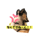 いぬのきもちスタンプ(保護犬)（個別スタンプ：5）