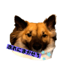 いぬのきもちスタンプ(保護犬)（個別スタンプ：6）