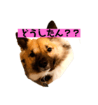 いぬのきもちスタンプ(保護犬)（個別スタンプ：8）
