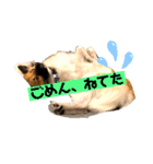 いぬのきもちスタンプ(保護犬)（個別スタンプ：9）