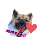 いぬのきもちスタンプ(保護犬)（個別スタンプ：10）